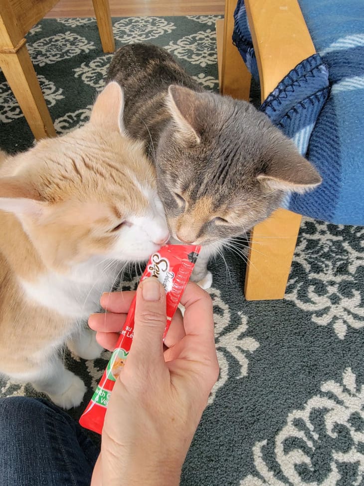 Korean shop cat treats